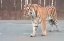 Ulicami Władywostoku swobodnie spacerował tygrys