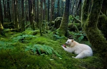 Biały baribal - niedźwiedź duch