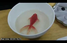 Jak namalować trójwymiarową rybkę w misce?