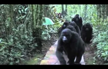 Grupa fotografów natyka się na rodzinę dzikich goryli