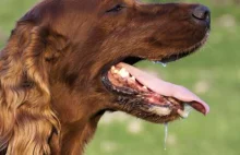 Ślina psa może zabić? Dwie ofiary bakterii powszechnej wśród zwierząt