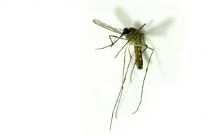 Czy komar będzie pijany po ukoszeniu pijącego alkohol ?