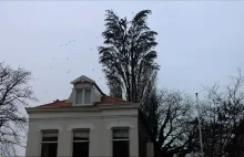 Stado ptaków jednocześnie odlatuje z drzewa.