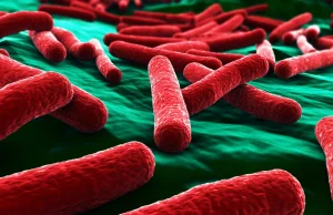 Bakteria New Delhi w Polsce - śmiertelne zagrożenie czy sytuacja pod...