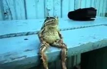 Żaba "siedzi" na Ławce.