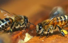 UE zakaże stosowania pestycydów szkodliwych dla pszczół