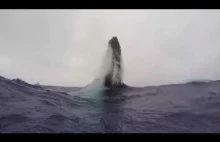 skok wieloryba
