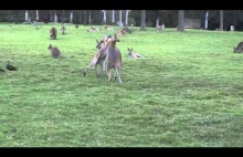Kangaroos Fights