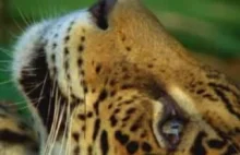 Jak ćpają jaguary w Ameryce Południowej