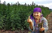 Marihuana "rekreacyjna" kiedy legalna w Polsce? Ile będzie kosztować?