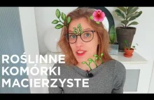 Roślinne komórki macierzyste w kosmetykach: wyrośnij sobie drzewo na twarzy?