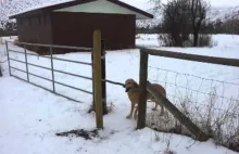 Pies vs ogrodzenie