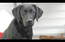 Funny Labradors Compilation NEW!