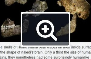 Homo: naledi, florensis, erectus, ergaster to...