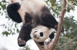 Panda Wielka uratowana - Udało się! Panda wielka nie jest już zagrożonym...