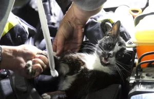 Strażacy uratowali kota. Utknął pod silnikiem samochodu...