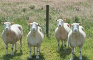 Najnowsze badania: sklonowane owce są tak samo zdrowe jak 'naturalne' osobniki