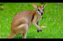 Malutki kangur był porzucony, dopóki nie zjawił się jego nowy ''tata''