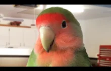 Śmieszne i słodkie papugi