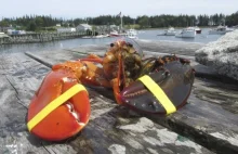 W Zatoce Maine złowiono wyjątkowego homara.