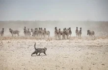 Mały domowy kotek vs afrykańskie słonie, żyrafy i inne