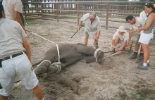 Ankus i tragiczna prawda o tresurze słoni w cyrku