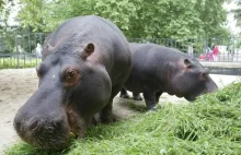 Hipopotamica Pelagia w ciąży. W ZOO będą małe hipcie!