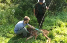 BIESZCZADY: Wilk wpadł do studni. Ludzie go uratowali ZDJĘCIA