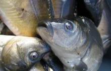 Naukowcy: Nie warto smażyć ryb