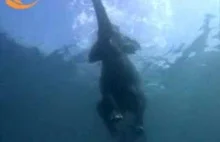 Pływające słonie