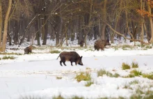 Blokowali odstrzał dzików. „Dzisiaj spacerujemy po lesie”