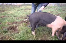 Jak wyprostować świni ogon