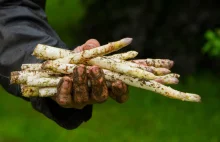 Polacy nie zbierają już szparagów zza Odrą. Niemieccy rolnicy obwiniają 500 plus