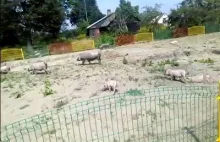 Wybieg dla świń na placu zabaw... Łuków