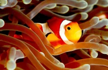 Nie tylko „Nemo” – inne gatunki błazenków w akwarium morskim