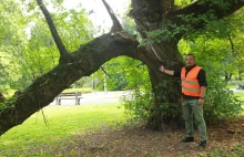 Ekoterroryści blokują wycinkę chorych drzew!