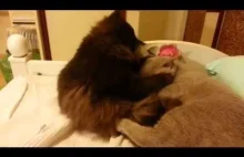 koty myją się