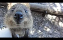 Rottnest od rat nest... gniazdo uśmiechających się szczurów