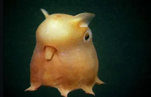 Dumbo octopus. To najbardziej uroczy zabójca w oceanie