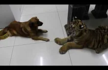 Pies kontra tygrys