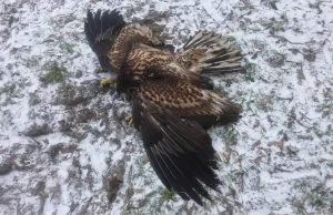 KOLEJNY ZATRUTY BIELIK, TYM RAZEM NA PODLASIU