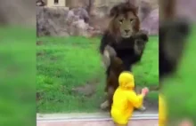 Lew rzucił się na dziecko. Wstrząsające nagranie wideo