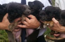 Osiem szczeniaków porzuconych w lesie w Kotowicach.
