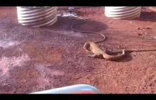 Jaszczurka kontra nieśmiertelny wąż