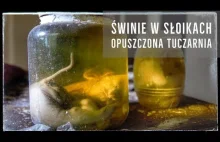 ŚWINIE W SŁOIKACH - Opuszczona Tuczarnia