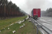 Zwierzęta płonęły żywcem na autostradzie A2