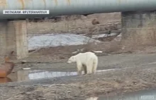 Przeszedł 1500 kilometrów. Wygłodzony niedźwiedź polarny w Norylsku (Rosja)