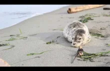 Baby Seal on Beach