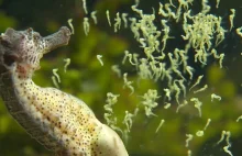 Samiec konika morskiego rodzi tysiąc młodych! Zobacz film