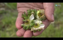 Ogromne straty na plantacjach truskawek po majowych mrozach